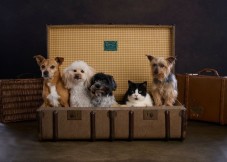 Pet Photoshoot Experience