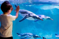 Visite de l'Aquarium SEA LIFE - 1 Enfant (3-11 ans)