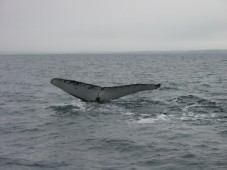 Dolphin and Whale Watching in Ireland