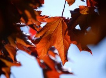 Vlieg experiences in de herfst